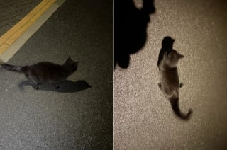 Illustration de l'article : Alors qu'il cherche désespérément son chat, un autre le suit jusque devant sa porte et refuse de s'en aller