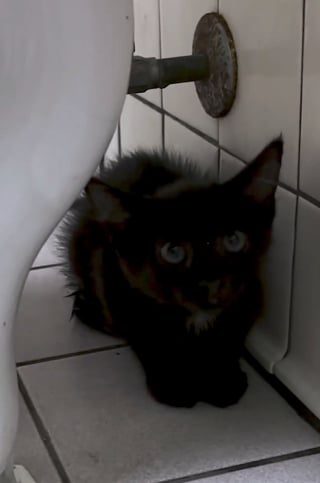 Illustration de l'article : En faisant une halte dans un restaurant, ce vétérinaire ne s’attendait pas à trouver un chaton caché derrière les toilettes (vidéo)