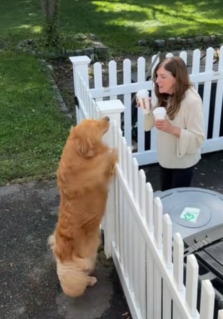Illustration de l'article : Unis par un lien profond, ce Golden Retriever et sa “grand-mère” humaine partagent un tendre moment de complicité (vidéo)