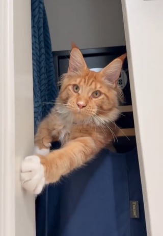 Illustration de l'article : En 5 mois seulement, ce Maine Coon passe du mini chaton au majestueux adulte (vidéo)