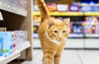 Illustration de l'article : Nommé « chat de l’année », ce félin est récompensé pour sa capacité à tisser des liens partout où il passe (vidéo)