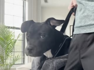 Illustration de l'article : Un père d’accueil promet à son protégé abandonné de nombreuses fois qu’il va passer la plus belle journée possible (vidéo)