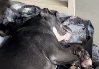Illustration de l'article : Un père d’accueil promet à son protégé abandonné de nombreuses fois qu’il va passer la plus belle journée possible (vidéo)