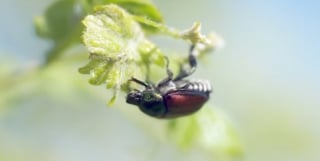 Illustration de l'article : "Leur odorat est une voie à explorer" confie une chercheuse suisse qui forme des Braques Français contre un scarabée envahissant dans les vignes et pelouses
