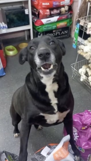 Illustration de l'article : Chaque matin, cette petite chienne qui a pourtant une famille, se rend à l’animalerie de son quartier pour réclamer des friandises (vidéo)