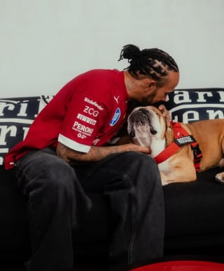 Illustration de l'article : Le pilote de Formule 1, Lewis Hamilton, annonce l’hospitalisation de son chien Roscoe et demande du soutien
