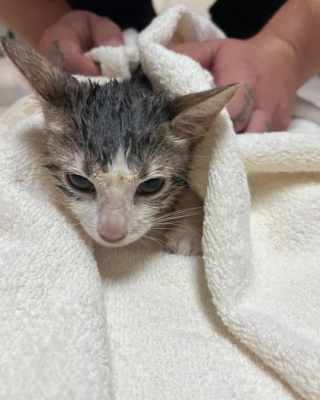 Illustration de l'article : Une association trouve 15 chatons abandonn&eacute;s sous la pluie et d&eacute;cide de les prendre en charge malgr&eacute; les gros frais que cela engendre