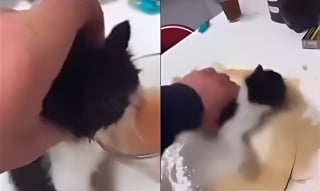Illustration de l'article : Un chaton forcé à boire de l’alcool puis utilisé comme serpillière, les autorités et une association interviennent