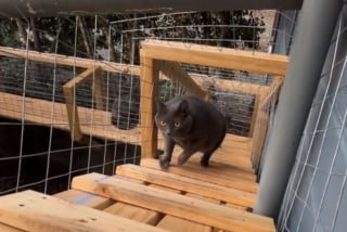Illustration de l'article : Pour faire plaisir &agrave; ses 11 chats, cette femme construit un incroyable catio sur mesure (vid&eacute;o)