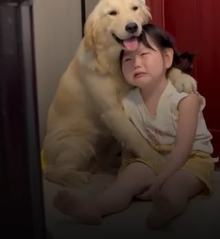 Illustration de l'article : Ce chien réconforte sa petite humaine en pleurs qui vient de se faire disputer (vidéo) 