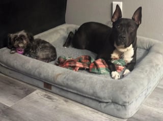 Illustration de l'article : Une bénévole apprend que le Pitbull dont elle s'occupe ne sera pas adopté, il sent sa tristesse et tente de la réconforter