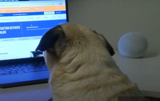 Illustration de l'article : « Si un Carlin peut passer, n’importe qui peut le faire », il inscrit son chien pour une épreuve en ligne du permis de conduire