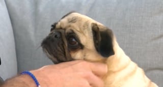 Illustration de l'article : « Si un Carlin peut passer, n’importe qui peut le faire », il inscrit son chien pour une épreuve en ligne du permis de conduire