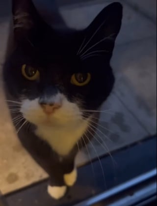 Illustration de l'article : Son chat refuse de partager sa maison avec son sosie venu du voisinage, et leur ressemblance provoque des quiproquos gênants (vidéo)