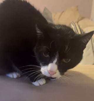 Illustration de l'article : Son chat refuse de partager sa maison avec son sosie venu du voisinage, et leur ressemblance provoque des quiproquos gênants (vidéo)