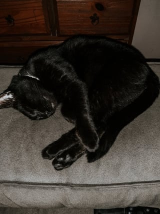 Illustration de l'article : Abandonné dans un appartement après l'expulsion de ses maîtres, ce chat est retrouvé par un huissier de justice