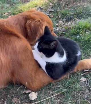 Illustration de l'article : Un chien au grand cœur choisit "son" chaton et décide de l'élever comme son propre petit (vidéo)
