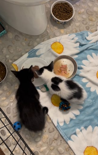 Illustration de l'article : Désireux de rendre service à ceux qui l’ont adopté, cet adorable Husky décide de prendre 2 chatons de refuge sous son aile (vidéo)