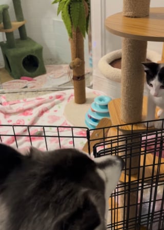 Illustration de l'article : Désireux de rendre service à ceux qui l’ont adopté, cet adorable Husky décide de prendre 2 chatons de refuge sous son aile (vidéo)