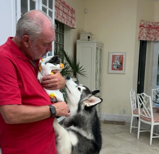 Illustration de l'article : Désireux de rendre service à ceux qui l’ont adopté, cet adorable Husky décide de prendre 2 chatons de refuge sous son aile (vidéo)