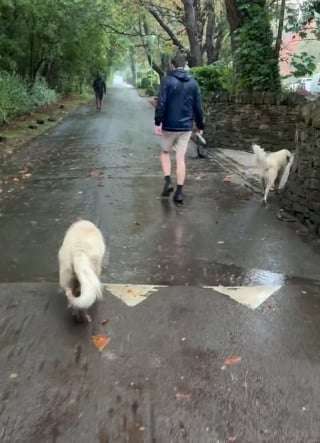 Illustration de l'article : Absent depuis une semaine, ce maître fait une surprise à ses 2 chiens et leur réaction est adorable (vidéo)