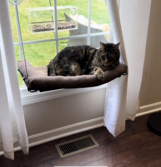 Illustration de l'article : Gêné dans sa sieste par la climatisation de la maison, ce chat sait le faire comprendre à sa maîtresse (vidéo)