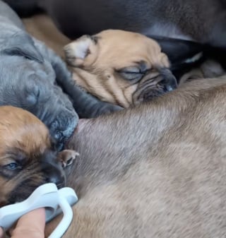 Illustration de l'article : Né avec une fente palatine, ce chiot survit grâce à la détermination d’une maîtresse prête à tout pour lui offrir une vie normale (vidéo)