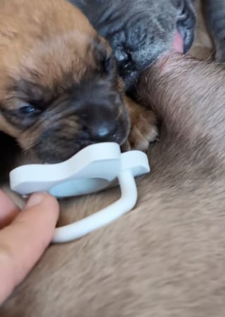 Illustration de l'article : Né avec une fente palatine, ce chiot survit grâce à la détermination d’une maîtresse prête à tout pour lui offrir une vie normale (vidéo)