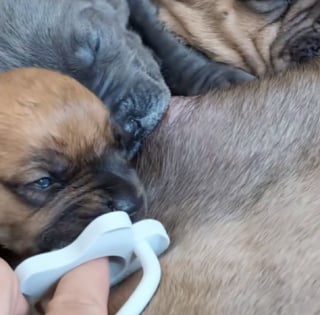 Illustration de l'article : Né avec une fente palatine, ce chiot survit grâce à la détermination d’une maîtresse prête à tout pour lui offrir une vie normale (vidéo)