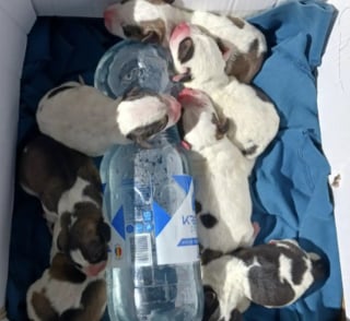 Illustration de l'article : « À quel point pouvez-vous être sans cœur ? », la directrice d’une association de sauvetage exprime sa colère à l’occasion de la rencontre de 7 chiots enfermés dans un sac en plastique