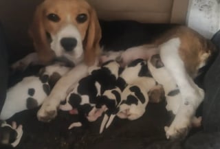 Illustration de l'article : « À quel point pouvez-vous être sans cœur ? », la directrice d’une association de sauvetage exprime sa colère à l’occasion de la rencontre de 7 chiots enfermés dans un sac en plastique