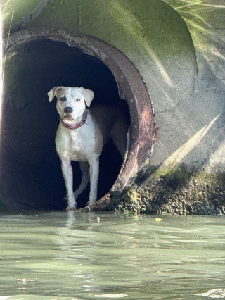 Illustration de l'article : Perdue depuis des heures, une chienne retrouvée coincée dans un conduit est sauvée grâce à un plongeur et son jouet préféré (vidéo)