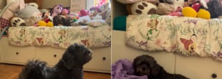 Illustration de l'article : Ce chien ayant aidé sa petite humaine à garder le sourire malgré la maladie continue de l'attendre, 5 ans après sa disparition (vidéo)