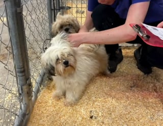 Illustration de l'article : 111 chiens et 3 enfants en danger extirpés d’une maison insalubre après une perquisition