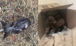 Illustration de l'article : Ce chaton famélique s’est assis aux pieds d’une passante, sans savoir qu’il venait de trouver son ange gardien (vidéo)