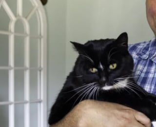 Illustration de l'article : « Je n’avais pas l'impression d'être dans une maison vide » : son chat l’aide à surmonter la perte de son épouse