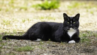 Illustration de l'article : « Je n’avais pas l'impression d'être dans une maison vide » : son chat l’aide à surmonter la perte de son épouse