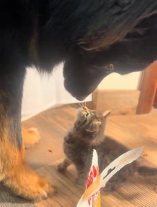 Illustration de l'article : Ils recueillent un chaton errant et envisagent de lui trouver une autre famille, leur chien en décide autrement (vidéo)