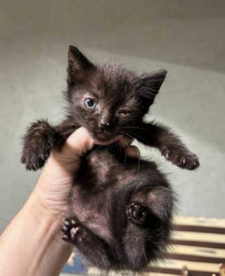 Illustration de l'article : Ce chaton devenu borgne à cause d’un début de vie chaotique prend une revanche réconfortante 