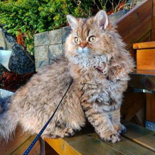 Illustration de l'article : 7 choses à savoir sur le Selkirk Rex, cet adorable matou à la fourrure frisée