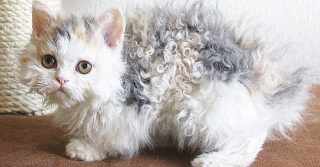 Illustration de l'article : 7 choses à savoir sur le Selkirk Rex, cet adorable matou à la fourrure frisée