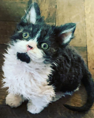 Illustration de l'article : 7 choses à savoir sur le Selkirk Rex, cet adorable matou à la fourrure frisée