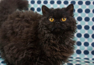 Illustration de l'article : 7 choses à savoir sur le Selkirk Rex, cet adorable matou à la fourrure frisée