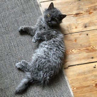 Illustration de l'article : 7 choses à savoir sur le Selkirk Rex, cet adorable matou à la fourrure frisée