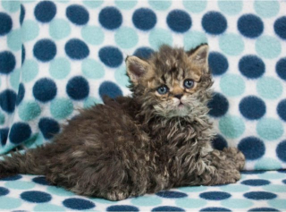 Illustration de l'article : 7 choses à savoir sur le Selkirk Rex, cet adorable matou à la fourrure frisée