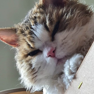 Illustration de l'article : 7 choses à savoir sur le Selkirk Rex, cet adorable matou à la fourrure frisée