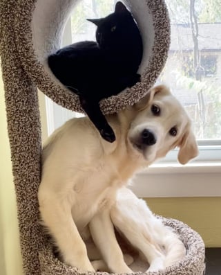 Illustration de l'article : Tous les matins, ce chat affectueux réveille son compagnon canin avec de tendres petits coups de tête (vidéo)