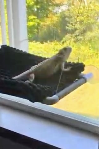 Illustration de l'article : « C'était super mignon et drôle, je devais absolument le partager », une chatte espiègle s’installe dans le terrarium du lézard familial, transformant le reptile en locataire expulsé (vidéo)