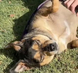 Illustration de l'article : Une jeune femme ayant dédié son quotidien aux animaux maltraités et malades a permis à 30 chiens de démarrer une autre vie