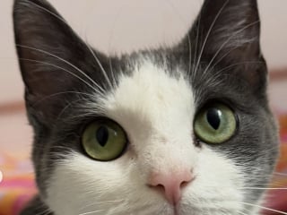 Illustration de l'article : En se présentant devant un porche, cette chatte et son chaton se donnent la possibilité d’une nouvelle vie à l’abri du manque et de la peur